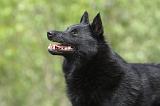 SCHIPPERKE 532